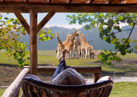 Safari Resort Beekse Bergen vanaf 928,-!