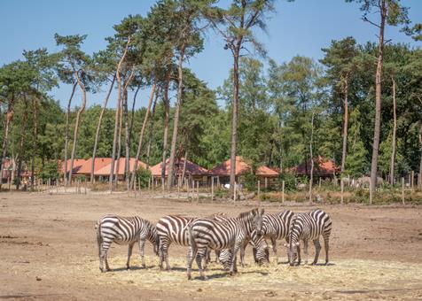 Safari Resort Beekse Bergen vanaf €928,00!