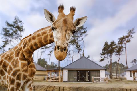 Safari Resort Beekse Bergen vanaf €,-!